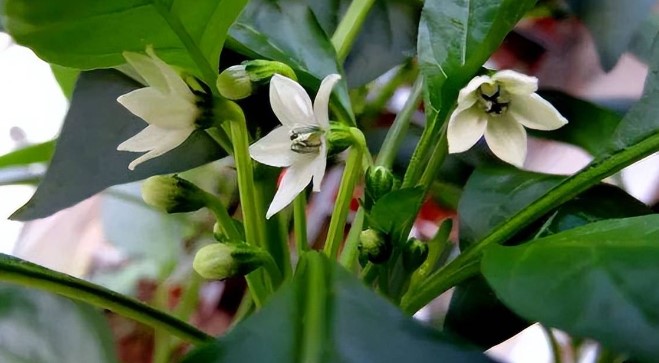 辣椒开花.jpg