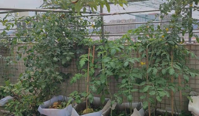 番茄结果少原因5.jpg