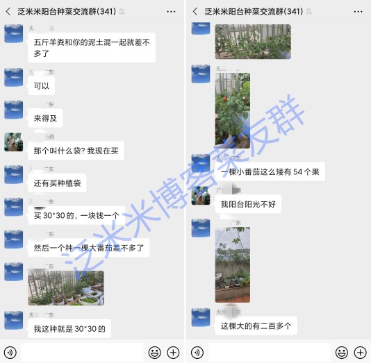 番茄结果少原因3.jpg