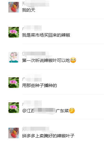 辣椒叶做菜.png